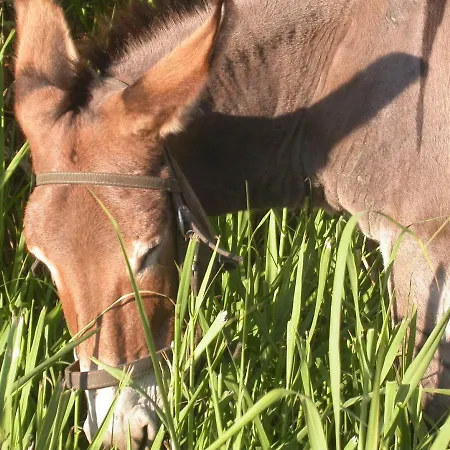 La Rosa Dei Venti Aparthotel Procida