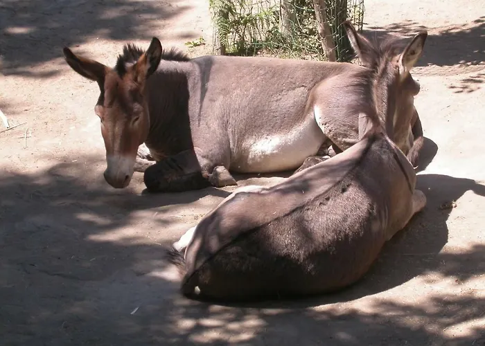 La Rosa Dei Venti 3* 普罗奇达