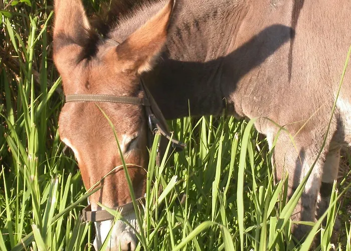 La Rosa Dei Venti Hotel apartamentowy Procida